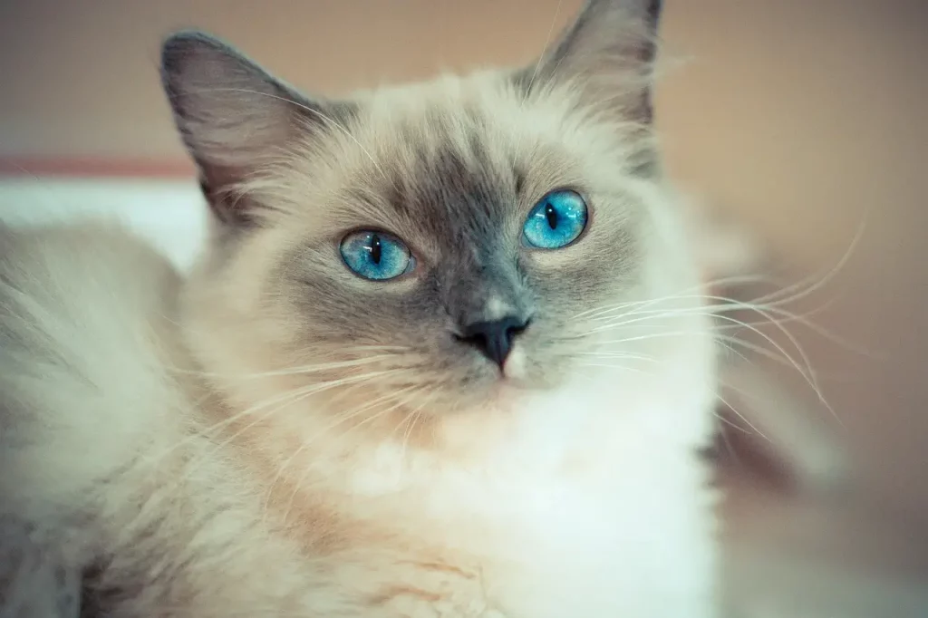 himalayan cat price in indian rupees