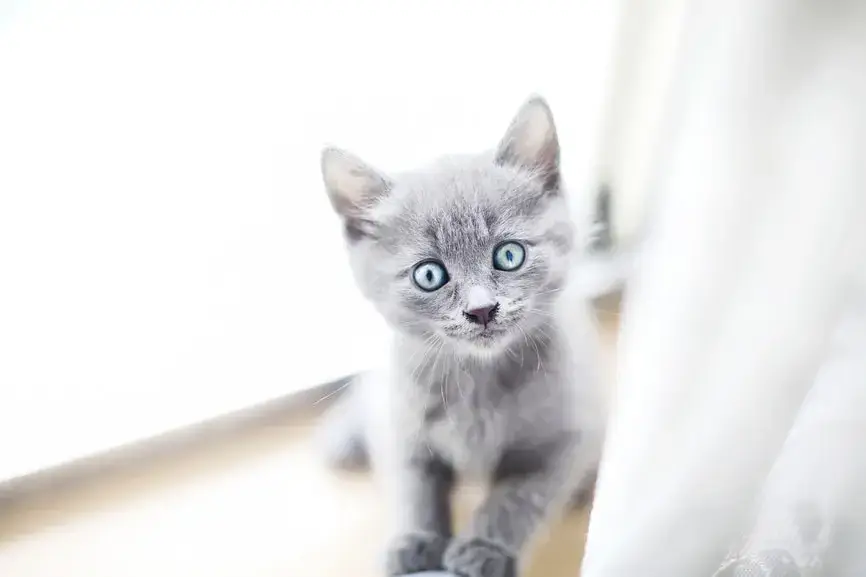 blue eyes kitten for sale