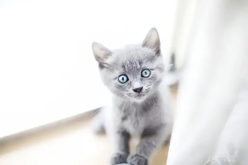 White cat with hot sale blue eyes price