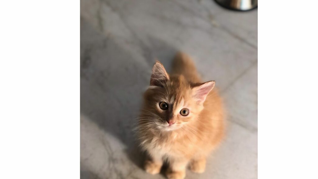 website to buy kittens