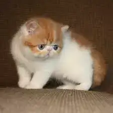 exotic shorthair kitten for sale