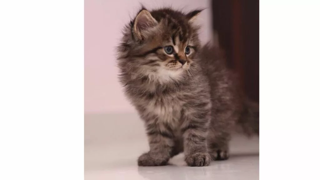 Cats For Sale : Buy Healthy Kittens for Sale Online in India : Mycatshop