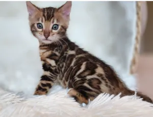 bengal cat price