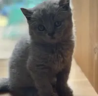 BRITISH SHORTHAIR FOR SALE