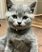 british shorthair cats for sale