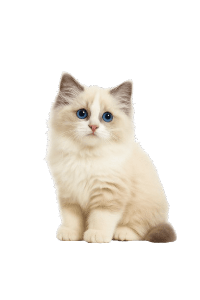 Ragdoll Cat