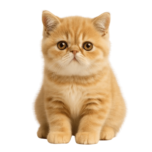 Exotic Shorthair